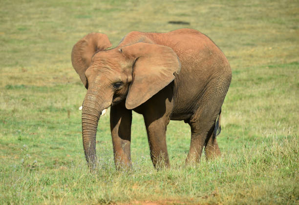 istock A huge elephant on the safari 1277452180
