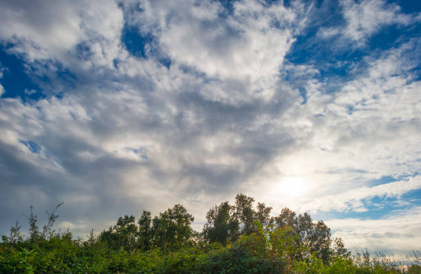 Fields and trees in a green grassy landscape under a blue cloudy sky in sunlight at fall, Almere, Flevoland, Netherlands, September 29, 2020