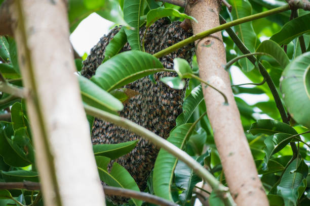 istock large wild honey bee comb on tree branch 1277452951