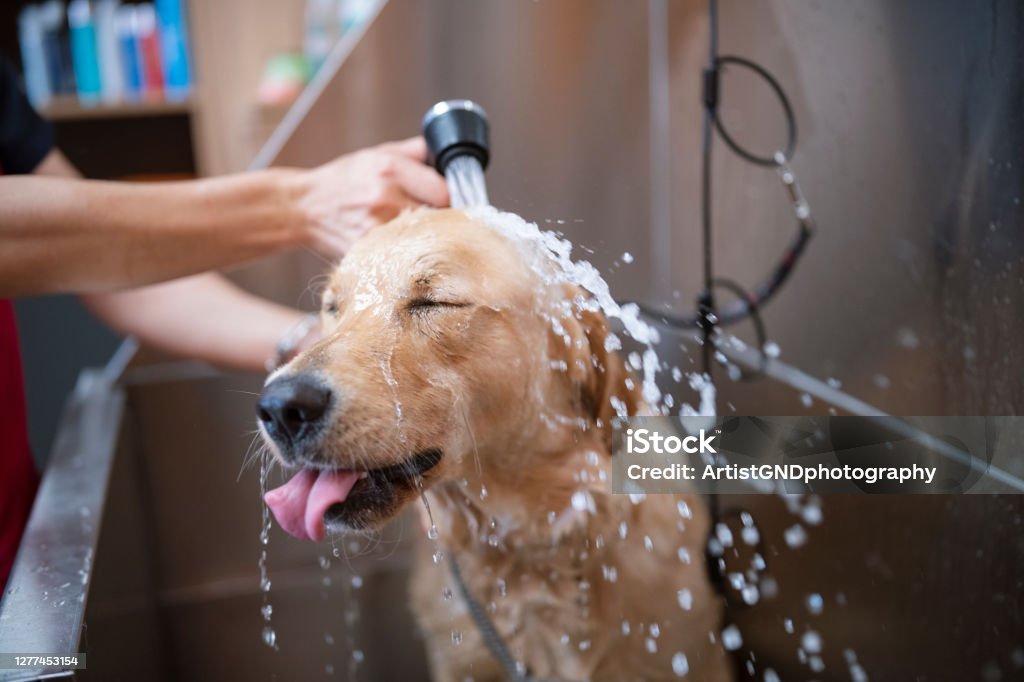 Golden Retriever Dog In A Grooming Salon Is Taking A Shower Cute Golden Retriever dog is taking a shower in a grooming studio Dog Stock Photo
