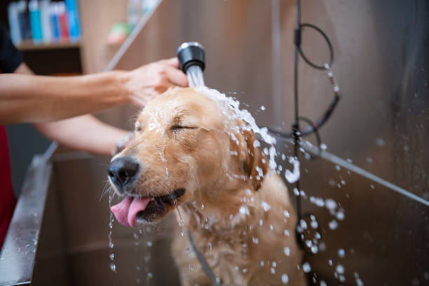 Golden Retriever Dog In A Grooming Salon Is Taking A Shower Cute Golden Retriever dog is taking a shower in a grooming studio bathtub photos stock pictures, royalty-free photos & images