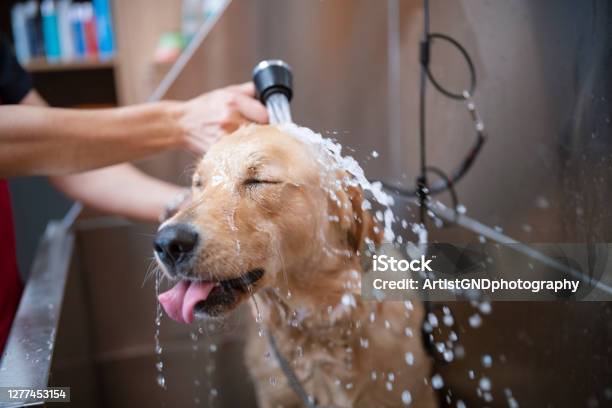 Golden Retriever Dog In A Grooming Salon Is Taking A Shower Stock Photo - Download Image Now