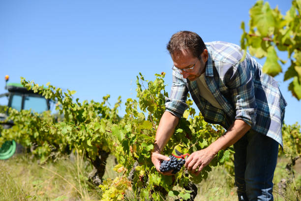 istock handsome senior man winemaker in his vineyard picking grapes during wine harvest 1277453233