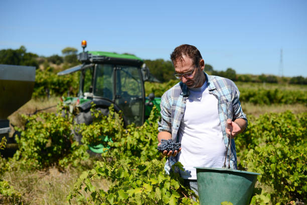istock handsome senior man winemaker in his vineyard picking grapes during wine harvest 1277453253