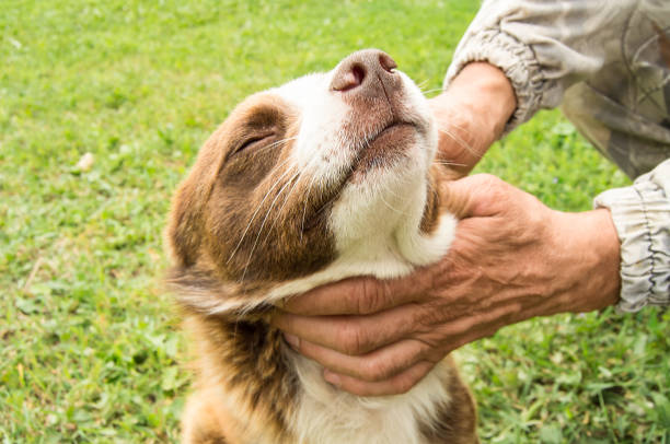 istock The owner's hands stroking his happy brown dog 1277453643