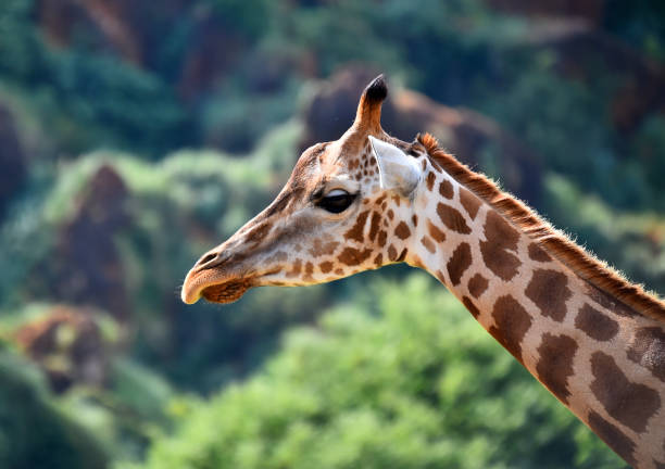 istock Giraffe on the safari 1277453919