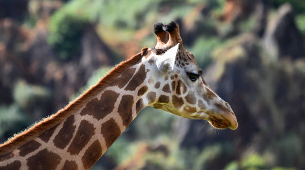 istock Long giraffe on the safari 1277453962