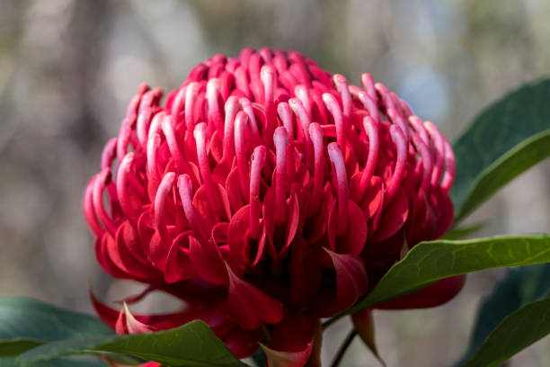 istock New South Wales Waratah 1277454642