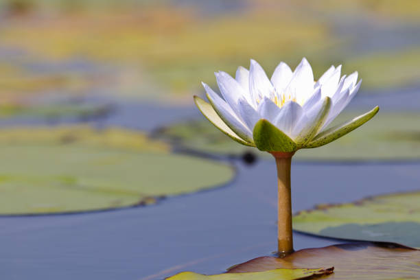 istock White Star Lotus Waterlily In Pond (Nymphaea nouchali) 1277456462