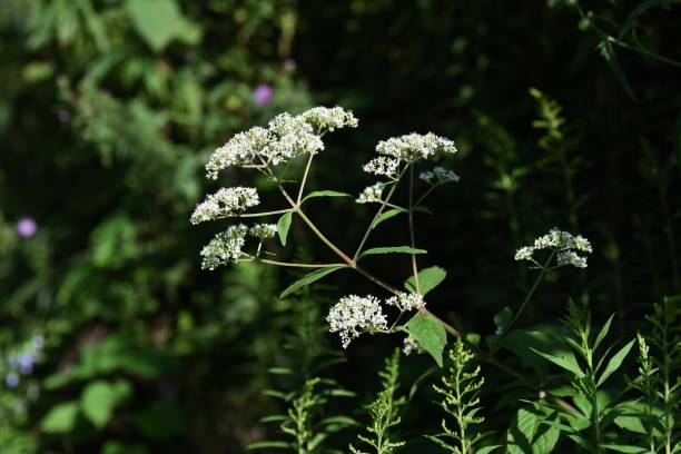 istock Patrinia villosa (White patrinia) flowers 1277456567