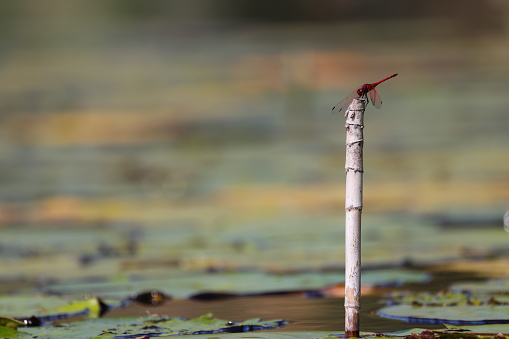 Red-veined dropwing dragonfly (Trithemis arteriosa) perched on reed stalk in pond, Groot Marico, South Africa