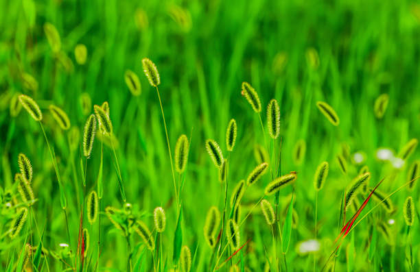 A bunch of Foxtail in the field.