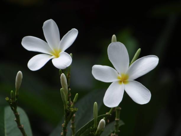 istock THE WHITE BUDS AND BLOSSOMS 1277461098
