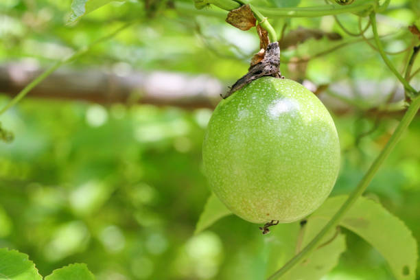 istock passion fruit farm , lots of raw and fresh passion fruit on the tree 1277465410