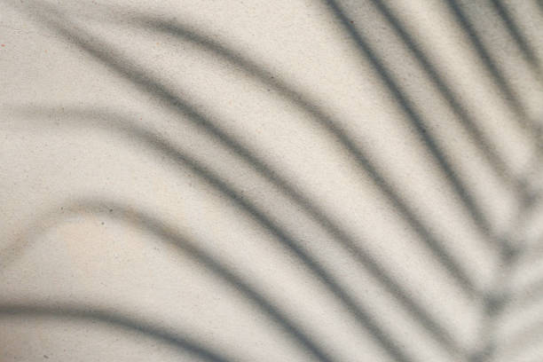 istock abstract background texture of shadows leaf on a concrete wall 1277465581
