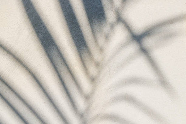 istock abstract background texture of shadows leaf on a concrete wall 1277465590