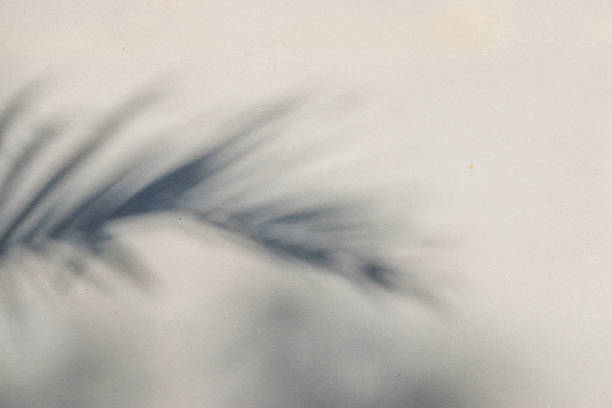 istock abstract background texture of shadows leaf on a concrete wall 1277465601