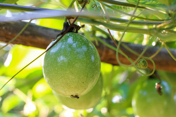 istock passion fruit farm , lots of raw and fresh passion fruit on the tree 1277465629