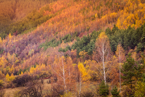 Forest at golden autumn in Balkan Mountains – Bulgaria
