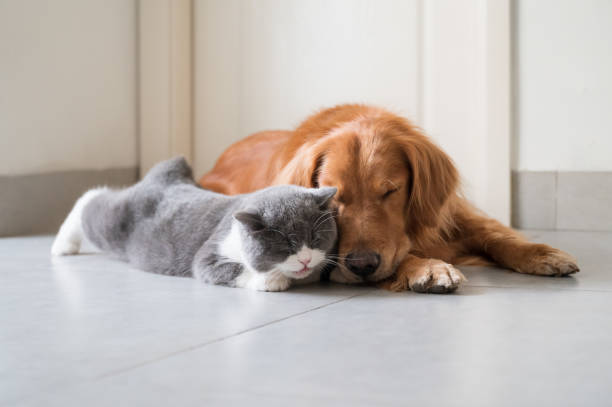 istock British Shorthair and Golden Retriever 1277469871