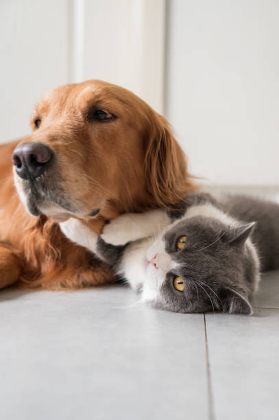 istock British Shorthair and Golden Retriever 1277469884
