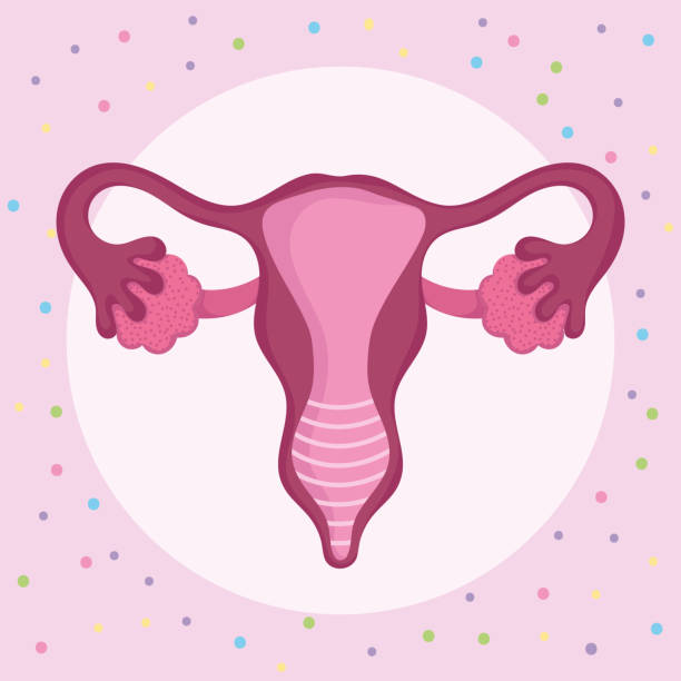 istock female human reproductive system, women health concept 1277469904