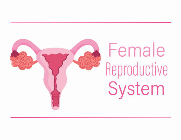 istock female human reproductive system ovary, vagina, uterus structure 1277469950
