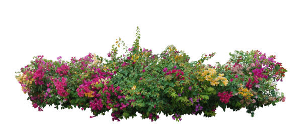 istock Big bouquet  fresh bush  blooming bougainvillea on isolated white background. 1277470663