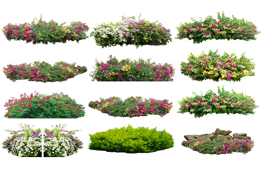 Big bouquet  fresh bush  blooming bougainvillea on isolated white background with copy space and clipping path.