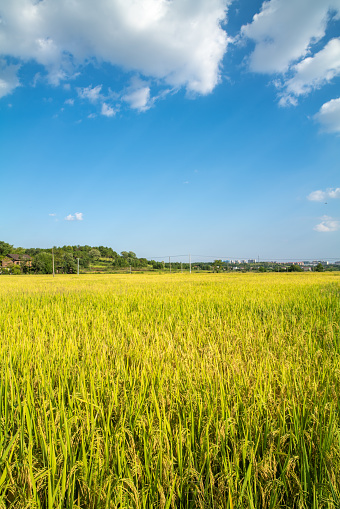 Lush green rice field and blue sky