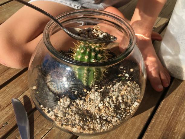 istock Child Makes a Cactus Terrarium Garden 1277472406