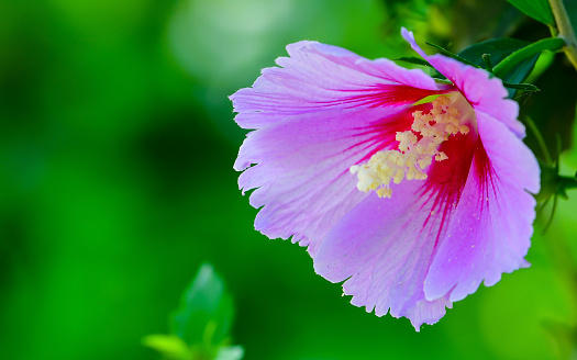 Aromatic pink flower of Chinese hibiscus growing on lush bush on summer day in garden