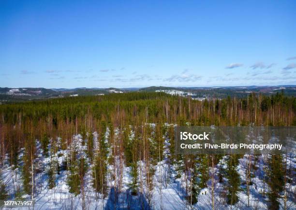 Picture Of A Typical Winter Landscape In Central Finland Near The Town Of Jämsä Stock Photo - Download Image Now