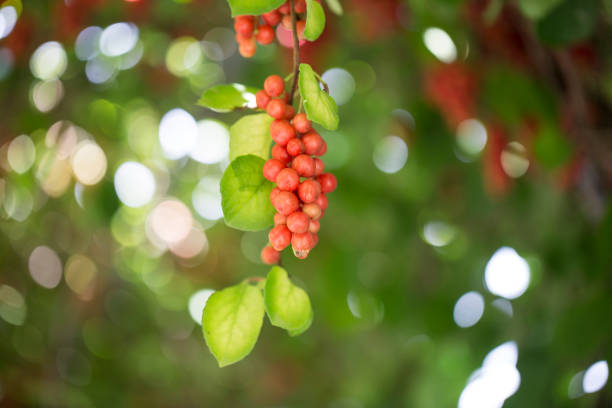 Ripe fruit of Magnolia vine Schisandra on the tree.