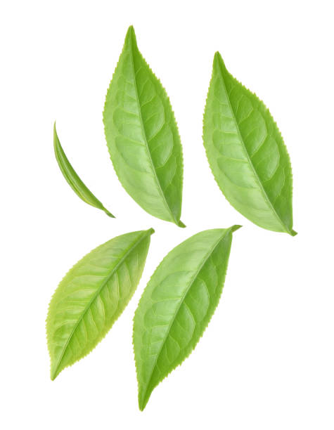 istock Top view of Leaf green tea isolated on white background 1277479680