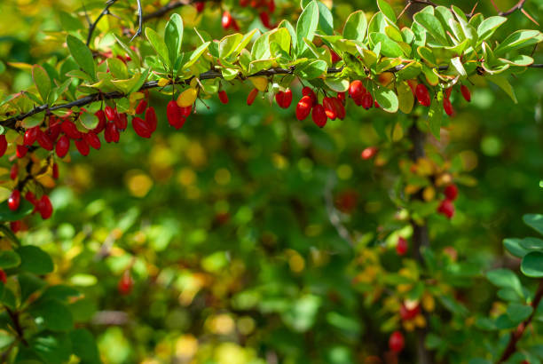 Barberry, Berberis vulgaris, branch with natural fresh ripe red berries on natural green blurred background.