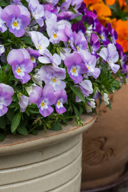 istock Pansy in flower pot 1277480597