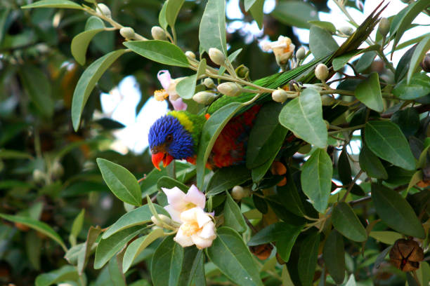 istock Rainbow Lorikeet (Trichoglossus rubritorquatus), colorful parrot sitting in a tree feeding nectar, Sydney, Australia 1277481738