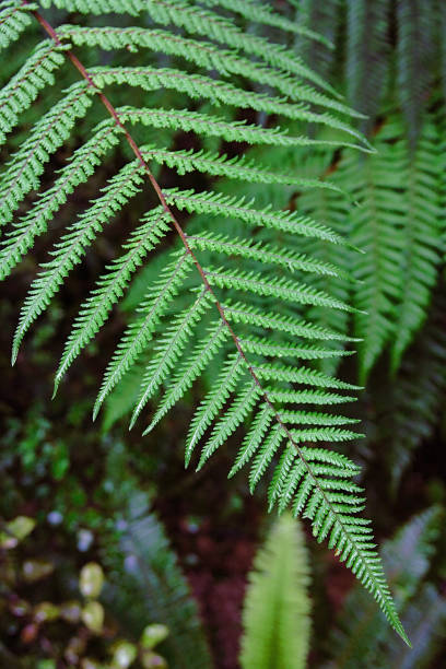 Detail of Silver Fern (Alsophila dealbata) leaf, New Zealand Close-up leaf. fern silver new zealand plant stock pictures, royalty-free photos & images