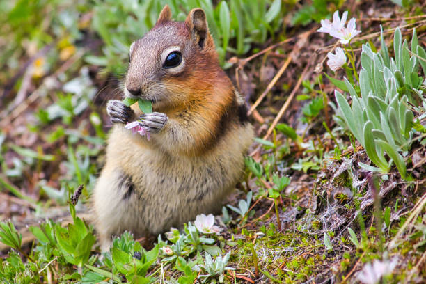 Fauna in British Columbia, Canada