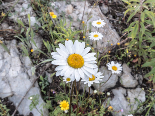 Daisies Daisy between rocks, with more daisies. arnica flower single flower white stock pictures, royalty-free photos & images