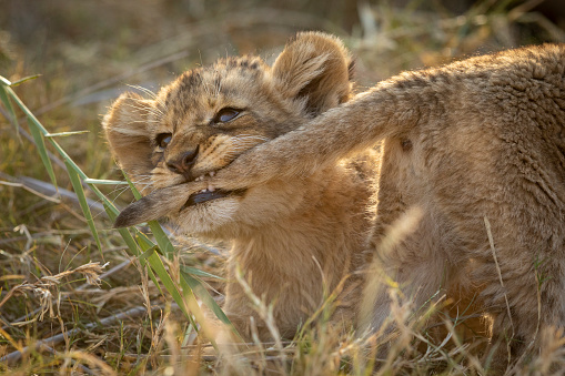 Cute and small baby lion playfully pulling its brother's tail with its teeth in Kruger Park in South Africa