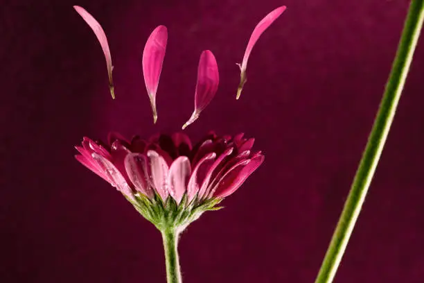 Detailed closeup macro photo of a Mini Gerbera flower, nature background.