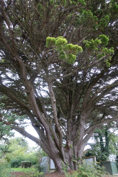 istock Giant conifer by the roadside 1277487499