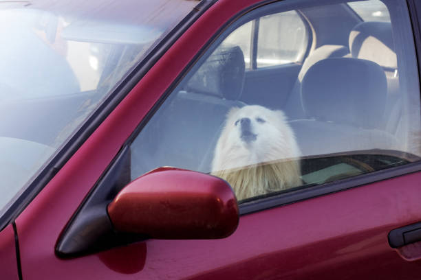 The dog is closed in the car, danger to pets in summer