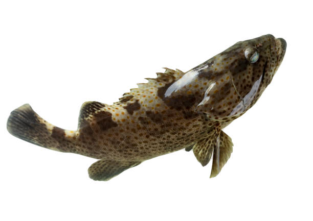 istock single grouper fish on white. fresh fish for seafood market 1277487615