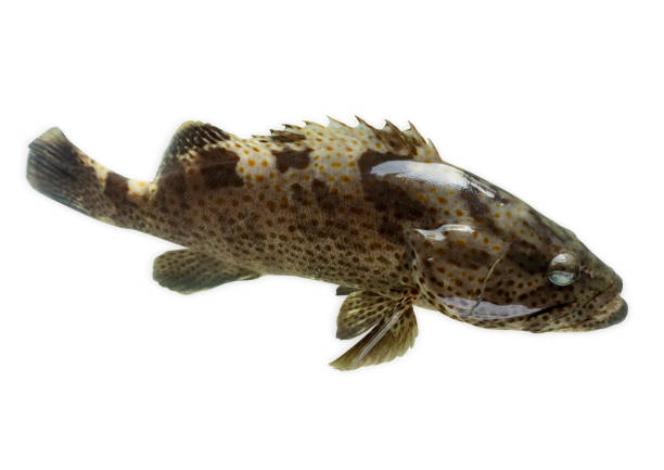 istock single grouper fish on white. fresh fish for seafood market 1277487616