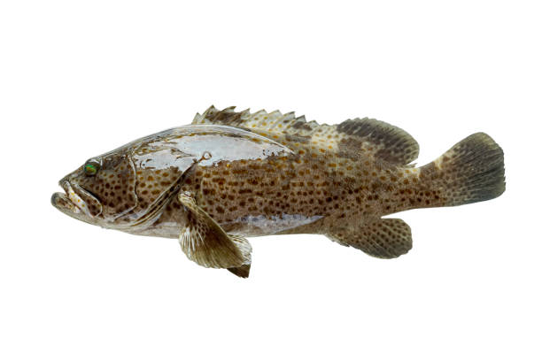 single grouper fish on white. fresh fish for seafood market
