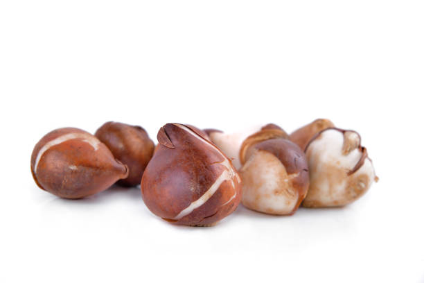 group of tulip bulbs isolated on white background