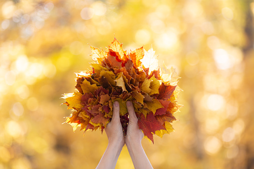 Gold autumn symbol. Atmosphere bouquet of multicolor maple leaves in female hands in the forest blur background, selective focus. Autumn, Mabon, Indian summer, September concept.
